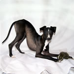 "About Time for Chocolate" Seal Italian Greyhound Female